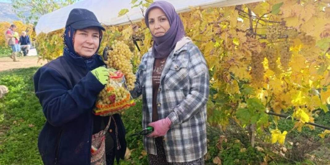 Aralık ayına rağmen hasat sürüyor! Örtü altı üretimde kalite ve verim farkı: Kilosu 35 TL’den cepleri de güldürüyor 5